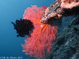 Seafan Gili Air  Divers - Gili Meno Divers Gili Trawangan Lombok Bali Indonesia
